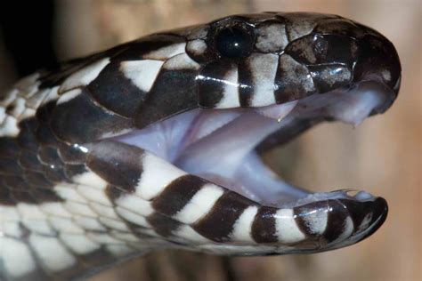 Tiger Snake Venom Is So Perfect It's Barely Evolved For 10 Million Years | IFLScience