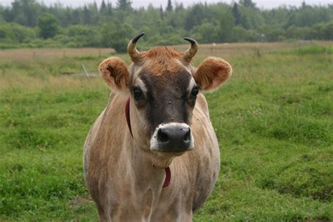 Fichier:Jersey cow, close-up.jpg — Wikipédia