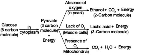 Perfect Word Equation For Anaerobic Respiration In Muscle Cells All The Formulas Of Electrostatics