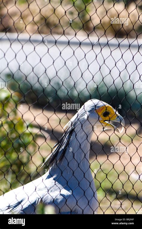 Very funny bird hi-res stock photography and images - Alamy