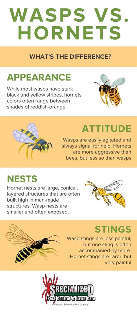 Wasp vs Hornet: What's the Difference? - Northern Utah