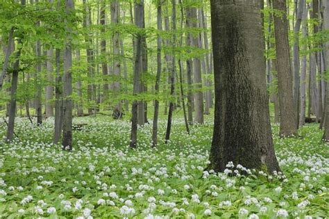 Germany, Thuringia, View of spring forest with Ramsons – Stockphoto