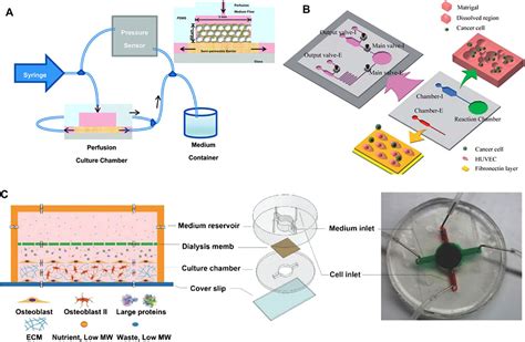 Frontiers | Applications and Prospects of Microfluidic Chips in Orthopaedic Diseases