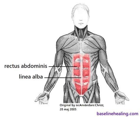 rectus abdominis anatomy muscle attachments in detail