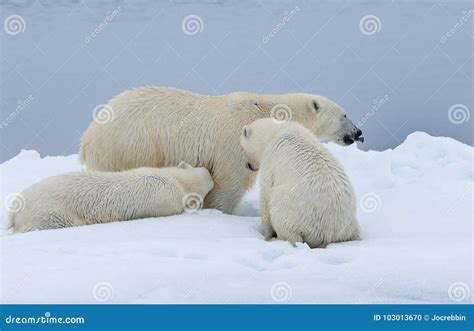 Mother Polar Bear with One Cub Nursing in the Wild Stock Photo - Image ...