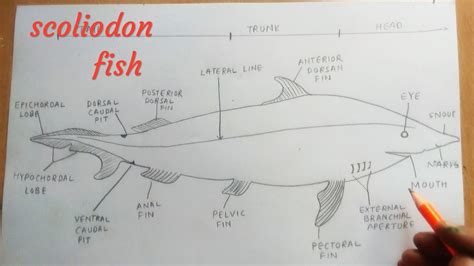 How to draw scoliodon fish - YouTube