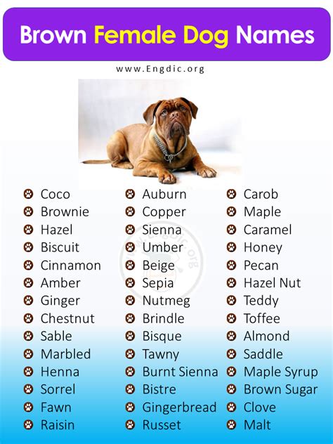 400+ Unique Brown Dog Names, (Male, Female, Pups) - EngDic