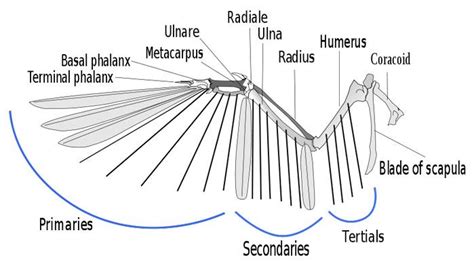 Anatomy Birds Wing | WildCare