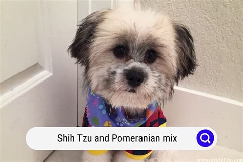 Shih Tzu Pomeranian Mix - The Shiranian [Shi Pom] - OodleLife®