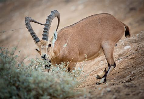 Top 10 tourist sites for animal lovers in Israel