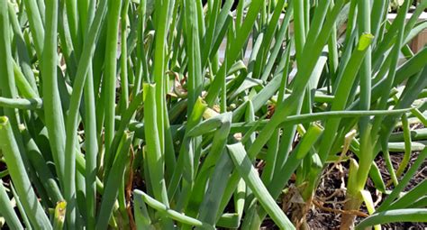 Spring Onion Growing Guide | Tui | Prepare, Plant, Nourish