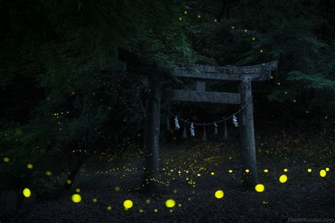 These Photos of Fireflies in Japan are Magical | PetaPixel