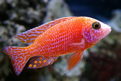 Most Beautiful Freshwater Fish ( 2009 ) | RateMyFishTank.com