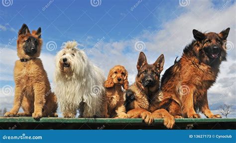 Five Dogs Of Different Breeds Together Royalty-Free Stock Image ...