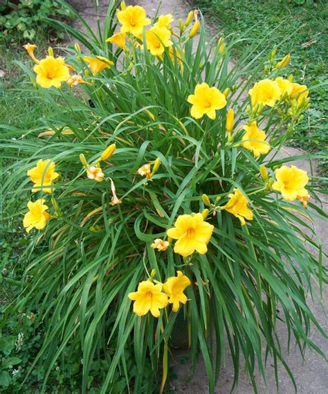 Orange explains it all: day lilies have begun opening