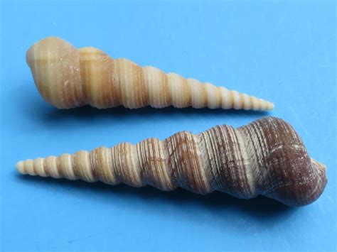 1-1/2 to 3-1/2 Wholesale Turritella Terebra Auger Shells