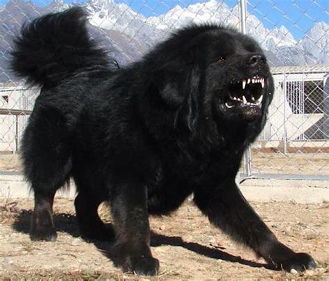 Tibetan Mastiff - Dog Breed Info, Pictures, Videos, FAQs, TM guard dog