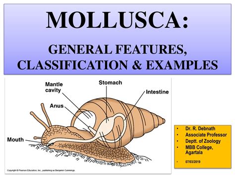 Mollusca Examples