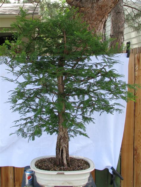 Metasequoia glyptostroboides – Dawn Redwood Bonsai – Colorado Rocky Mountain Bonsai – Suiseki