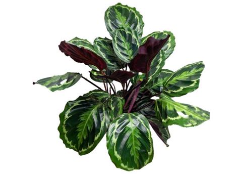 Calathea Medallion - SunBlest Gardens