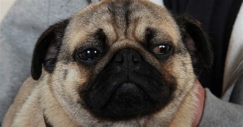 Why Are Pugs Eyes Crossed