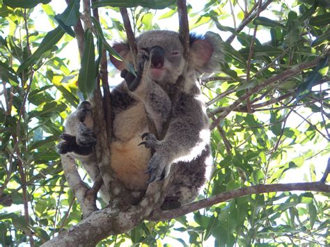 Days out in Brisbane: Lone Pine Koala Sanctuary -Smart Steps to Australia