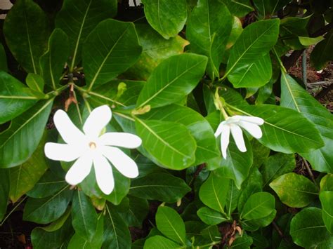 Garden Notes from Hawaii: TIARE (Gardenia taitensis)