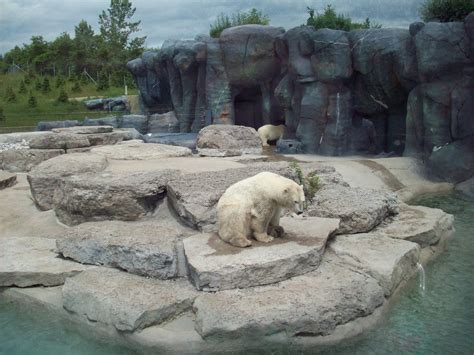 Polar Bear exhibit. - ZooChat