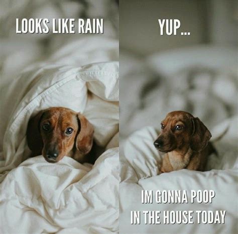 dachshund are allergic to rain Dachshund Funny Quotes, Funny Dogs, Mini Dachshund, Doxie, Dog ...