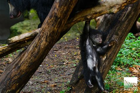 A Sloth Bear Cub’s Guide to Exploring