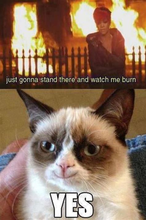 Angry cat | Funny grumpy cat memes, Grumpy cat humor, Angry cat memes