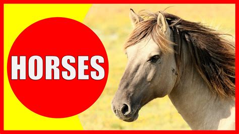 Horse Facts for Kids - Information about Horses - Kiddopedia