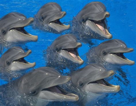 Funny Dolphins « Funny World