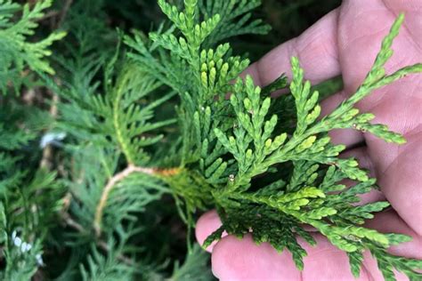 Little Giant Arborvitae: Perfect Dwarf Plant For Your Home