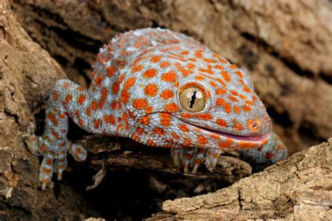 Tipos de GECKOS - Características, hábitat y ejemplos (con FOTOS)