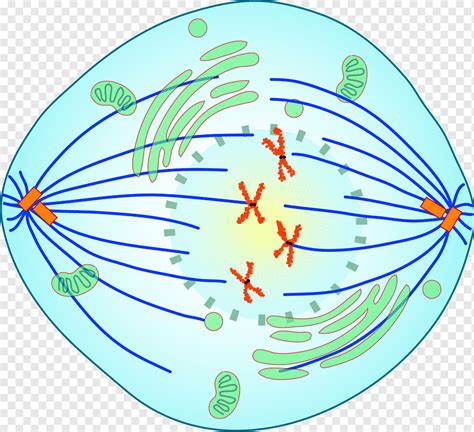 Prometaphase 유사 분열 스핀들 장치 Meiosis, 확대 암 세포 만화, 기타, 잎, 다른 사람 png | PNGWing