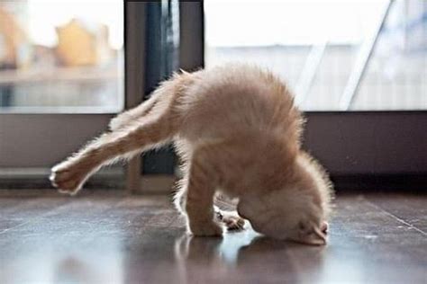 Diet & Exercise For Cats: Get Your Overweight Cat In Shape & Keep Them Fit - CatTime | Cat yoga ...