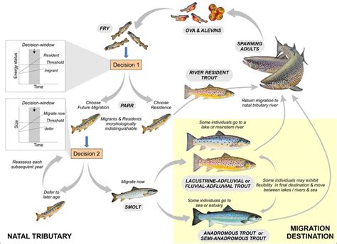 Potential life-cycle diversity of Salmo trutta spawning in a tributary ...