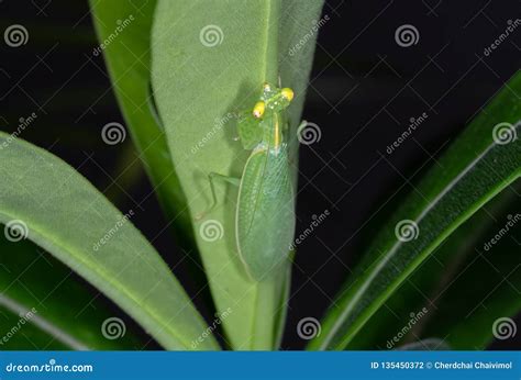 Praying Mantis Camouflage on Back of Green Leaf Stock Photo - Image of macro, mantis: 135450372