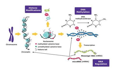 Chip Seq Histone Modification / Chromatin Immunoprecipitation Chip ...