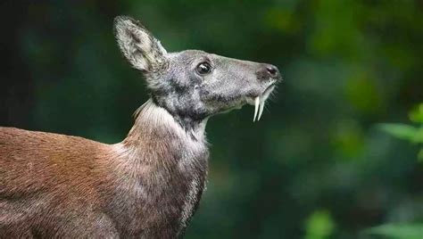 Siberian Musk Deer (Vampire Deer) - Facts, Habitat, Diet, Size