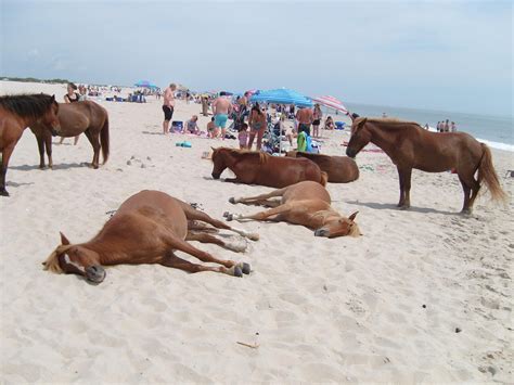 Wild Horses On The Beach - change comin