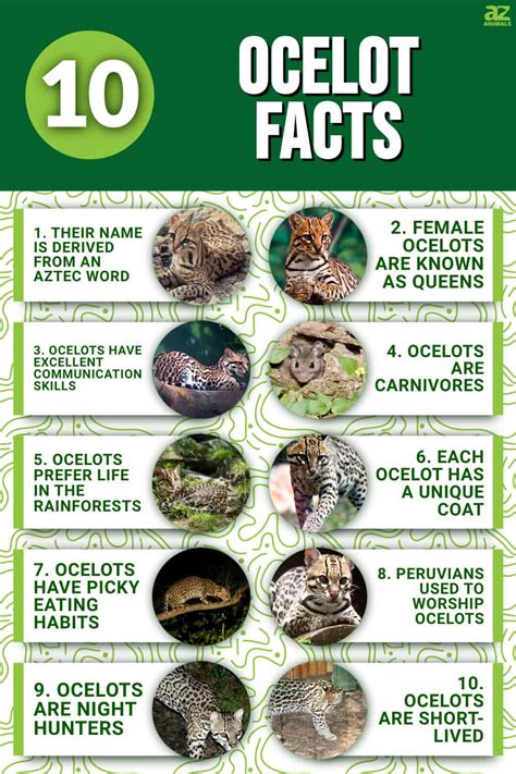 10 Incredible Ocelot Facts - A-Z Animals