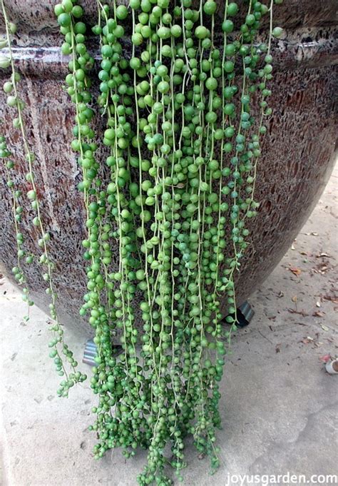 How to Care For String Of Pearls: A Beautiful Hanging Succulent