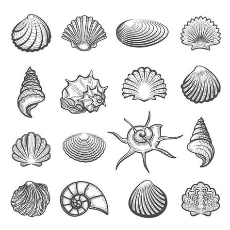 Hand drawn sea shell set | Shell tattoos, Sea animals drawings, Ocean ...