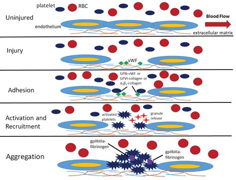 Methods of testing platelet count and function | Medical Laboratory Observer