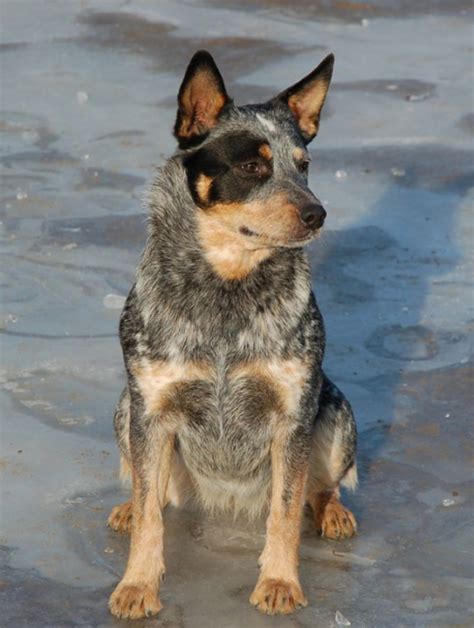 Blue Heeler Dog Breed Temperament Diet And Training - Platpets ...