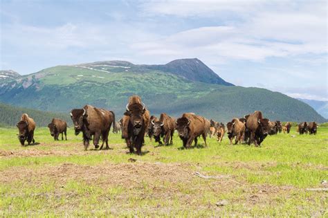 Alaska Magazine | Reclaiming the Wood Bison