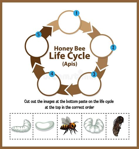 Bee Life Cycle Stock Illustrations – 96 Bee Life Cycle Stock Illustrations, Vectors & Clipart ...