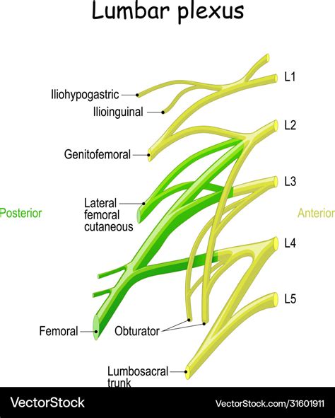 Lumbar Plexus Clinical Anatomy Spinal Nerves Vector Image | The Best Porn Website